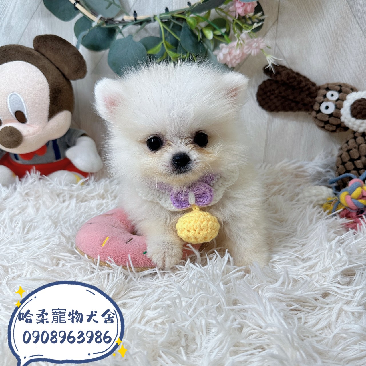 You are currently viewing 哈柔寵物犬舍／博美犬