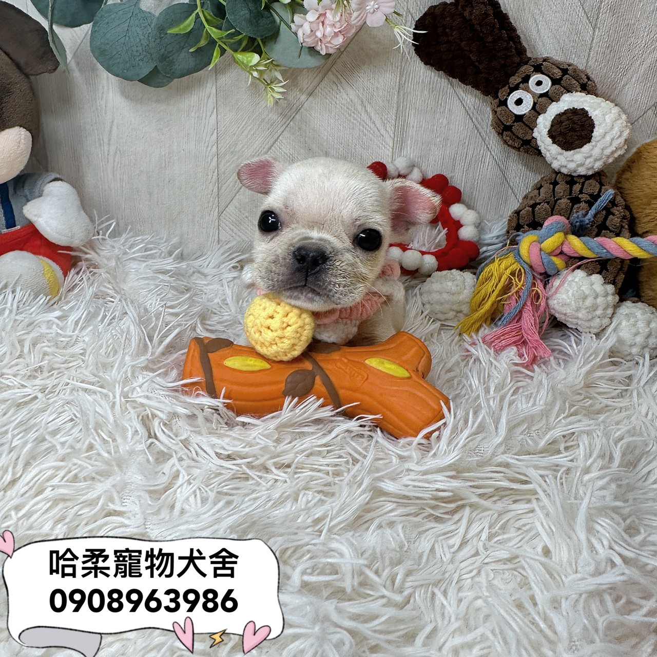 You are currently viewing 哈柔寵物犬舍／奶油色法國鬥牛犬