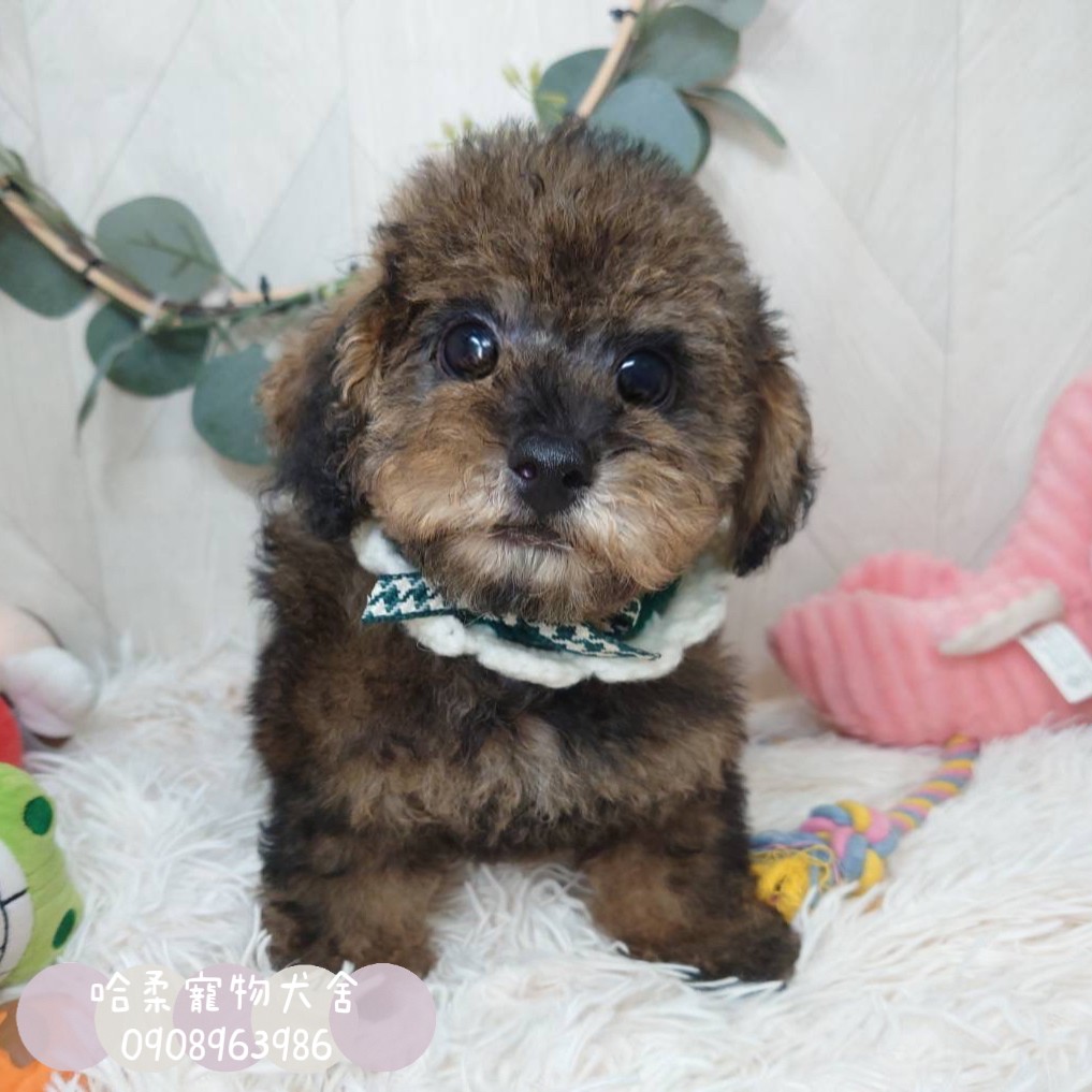 You are currently viewing 哈柔寵物犬舍／泰迪黑金貴賓