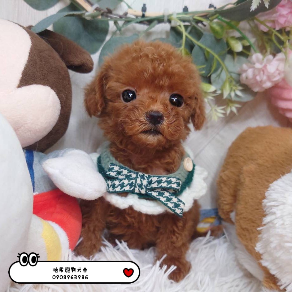 You are currently viewing 哈柔寵物犬舍／泰迪紅貴賓