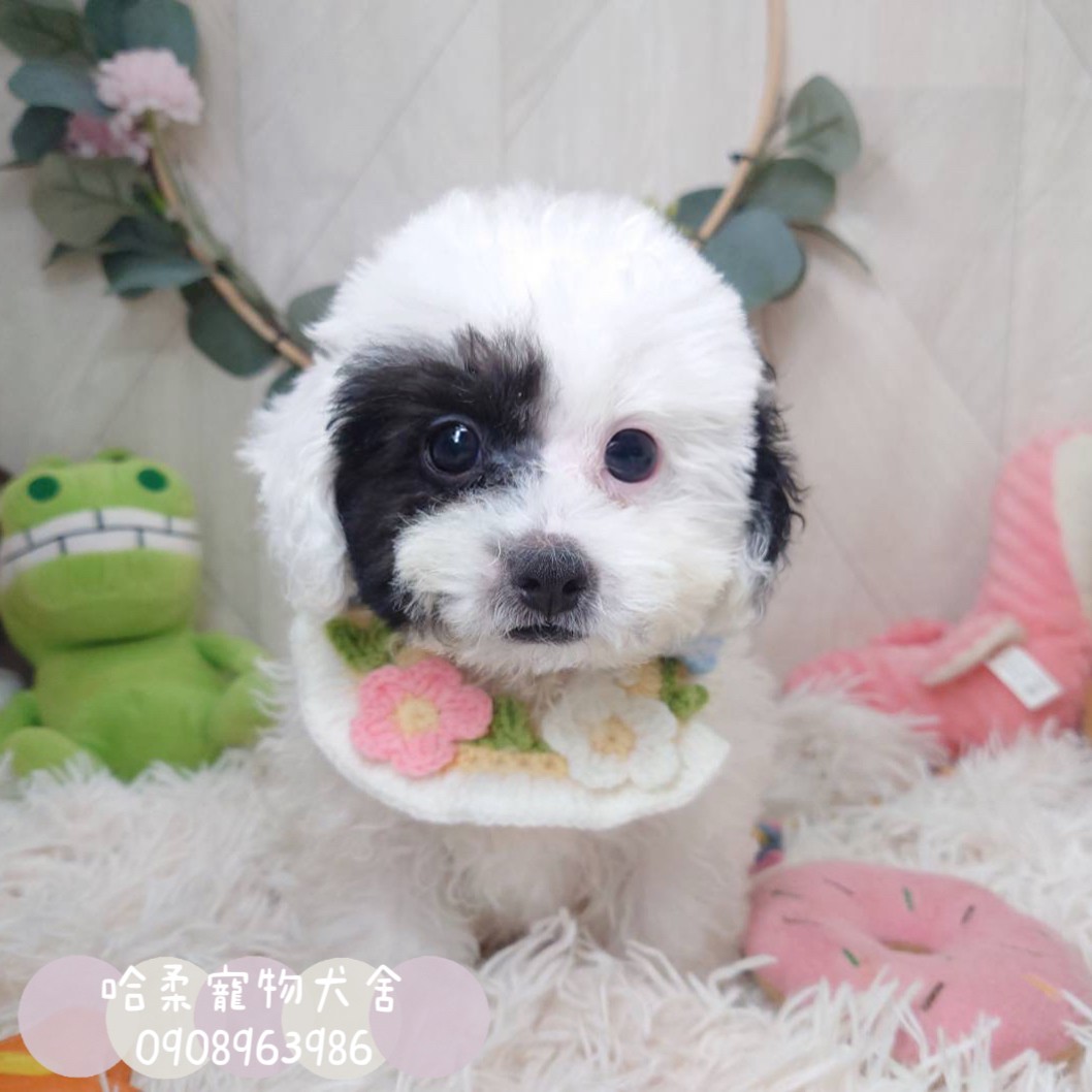 You are currently viewing 哈柔寵物犬舍／泰迪黑白花貴賓