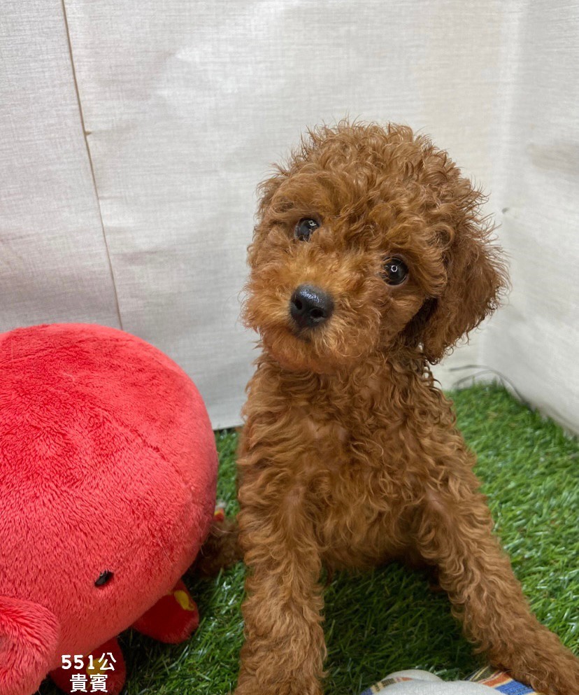 You are currently viewing 中圓寵物家族／貴賓犬