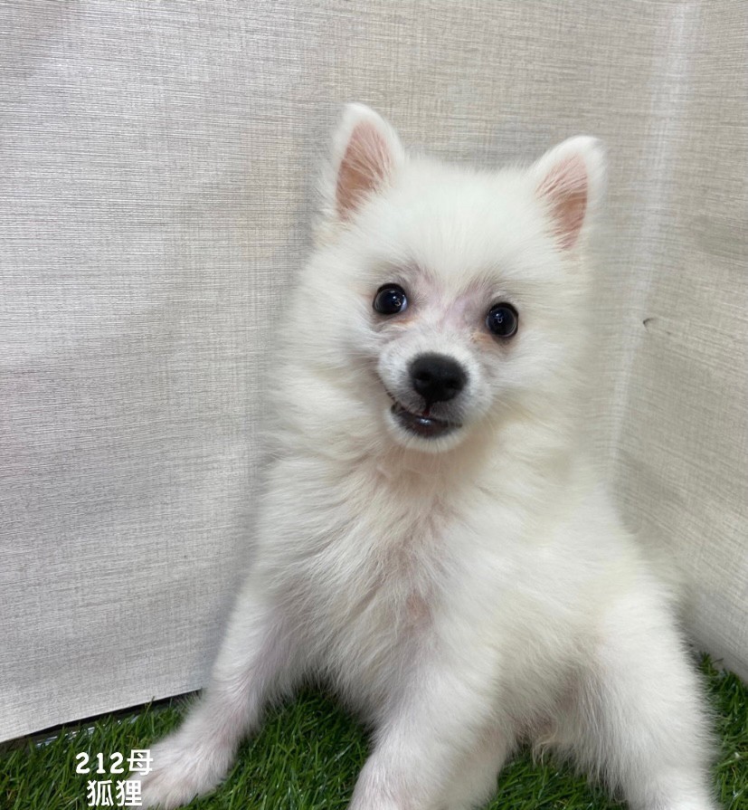 You are currently viewing 中圓寵物家族／狐狸犬