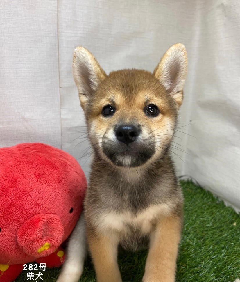 You are currently viewing 中圓寵物家族／柴犬