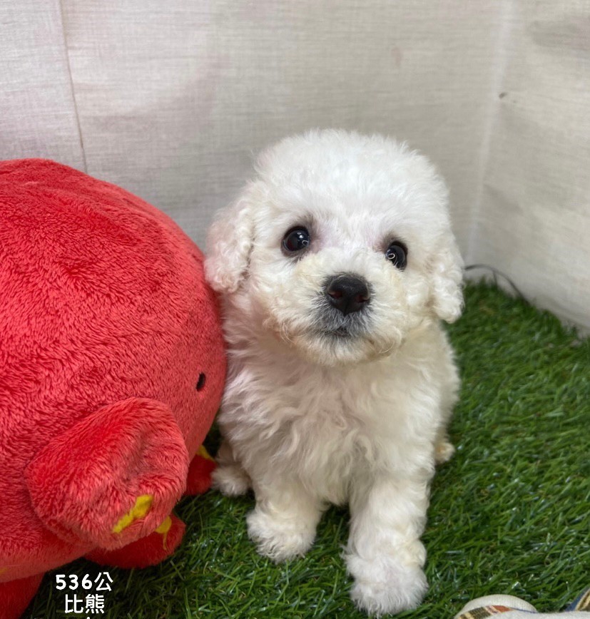 You are currently viewing 中圓寵物家族／比熊犬