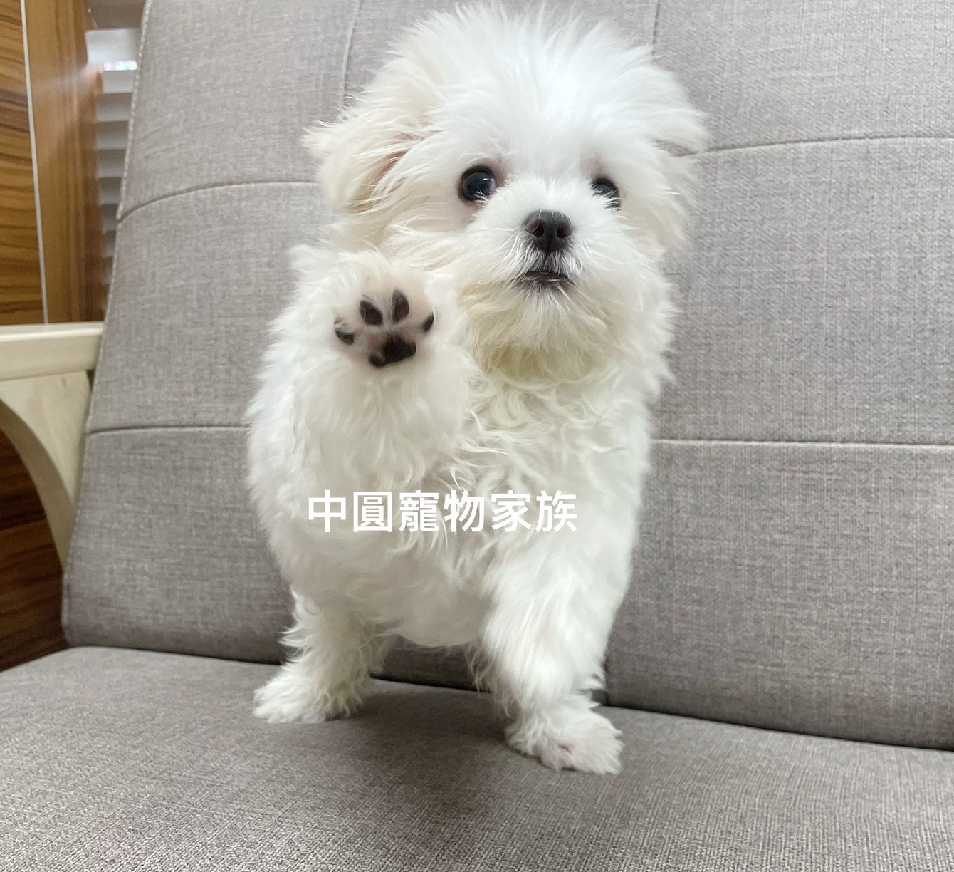 You are currently viewing 中圓寵物家族／瑪爾濟斯