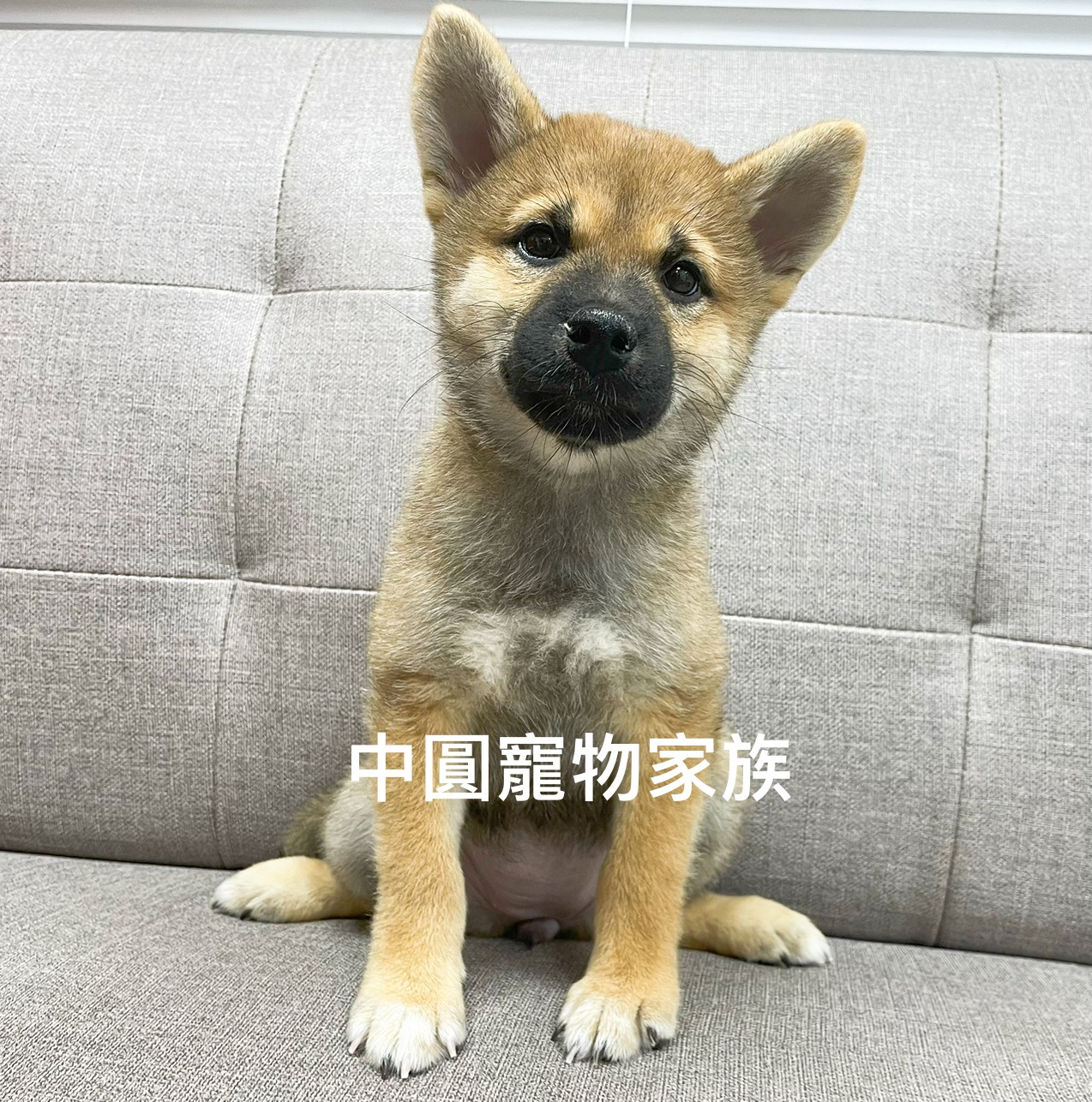 You are currently viewing 中圓寵物家族／赤色柴犬