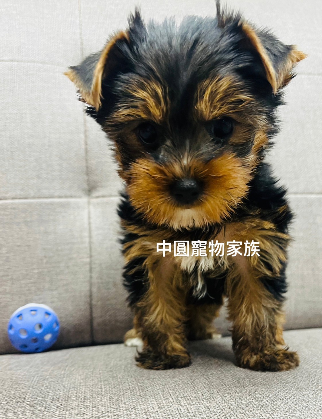 You are currently viewing 中圓寵物家族／約克夏