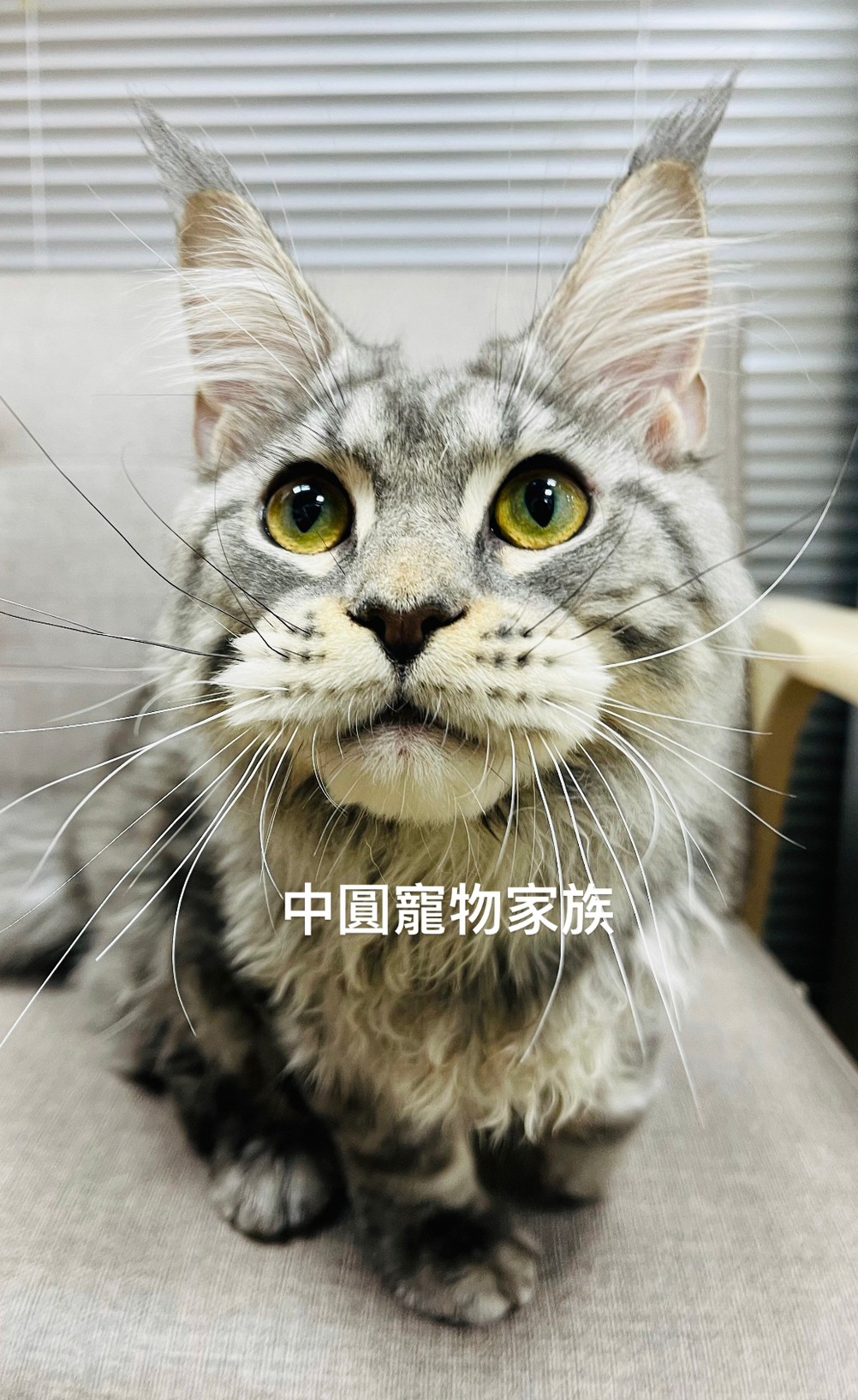 You are currently viewing 中圓寵物家族／緬因貓