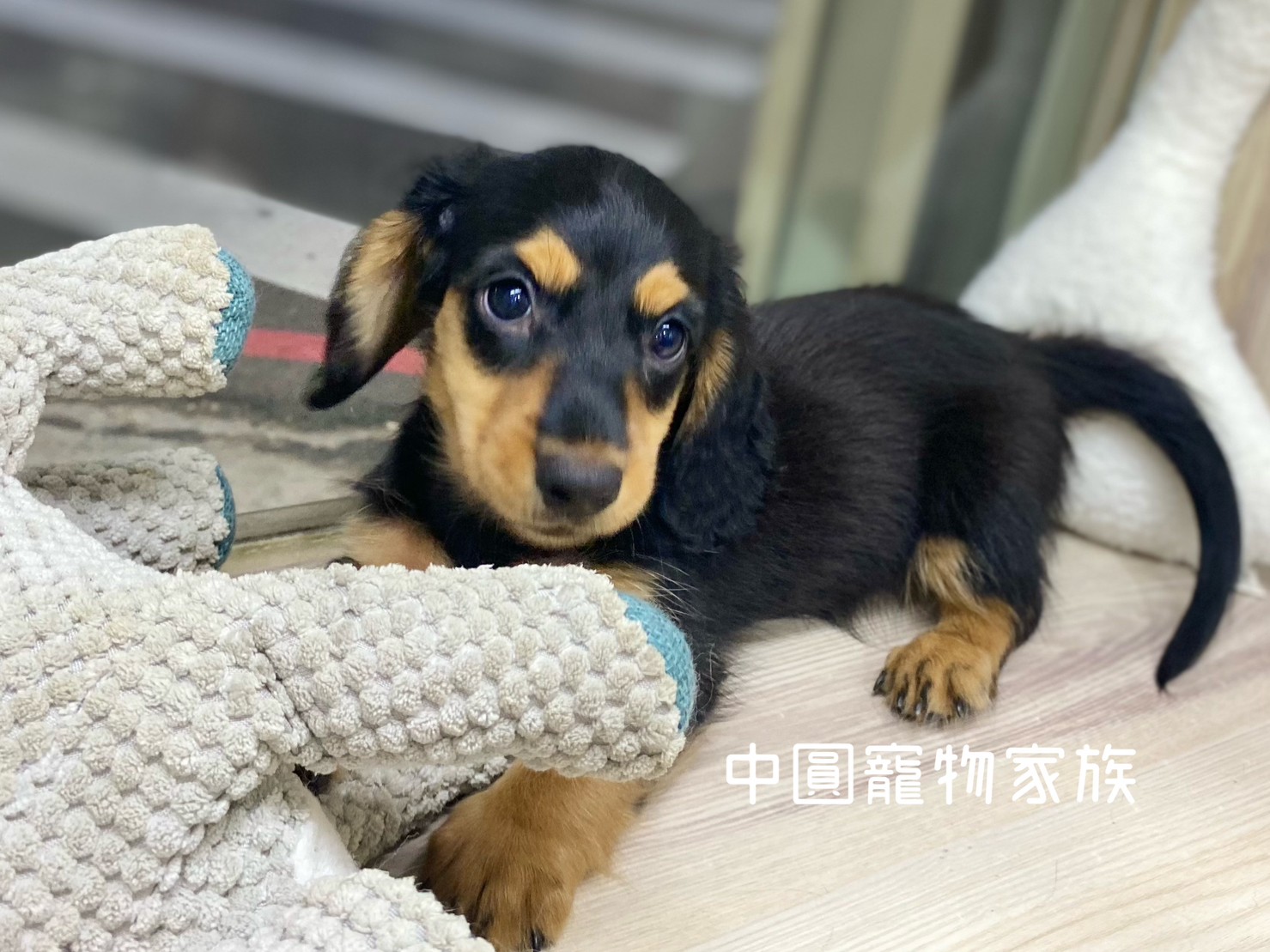 You are currently viewing 中圓寵物家族／黑金臘腸