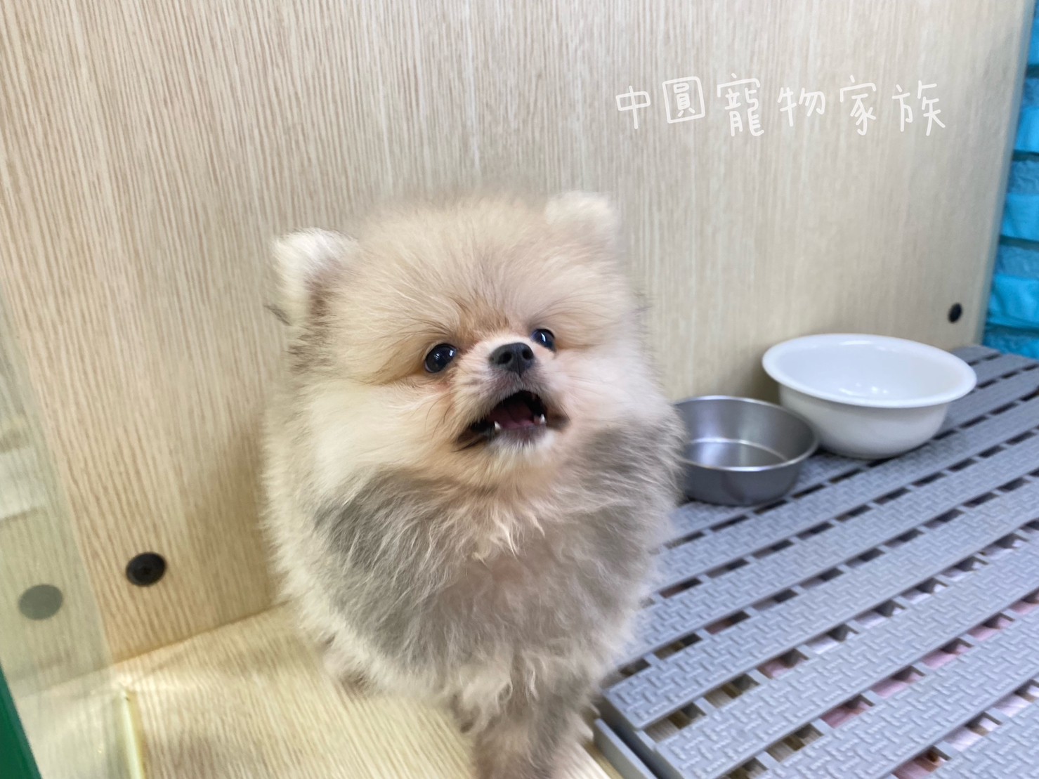 You are currently viewing 中圓寵物家族／金絲博美犬