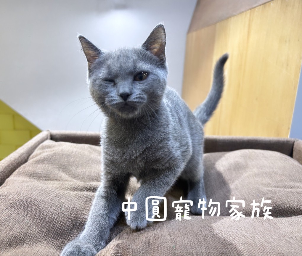 You are currently viewing 中圓寵物家族／藍色英國短毛貓
