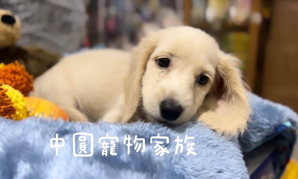 You are currently viewing 中圓寵物家族／長毛臘腸