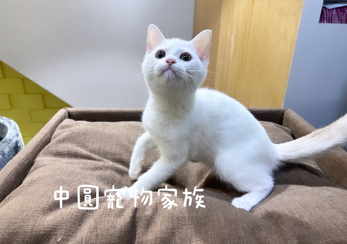 You are currently viewing 中圓寵物家族／奶油端子英國短毛貓