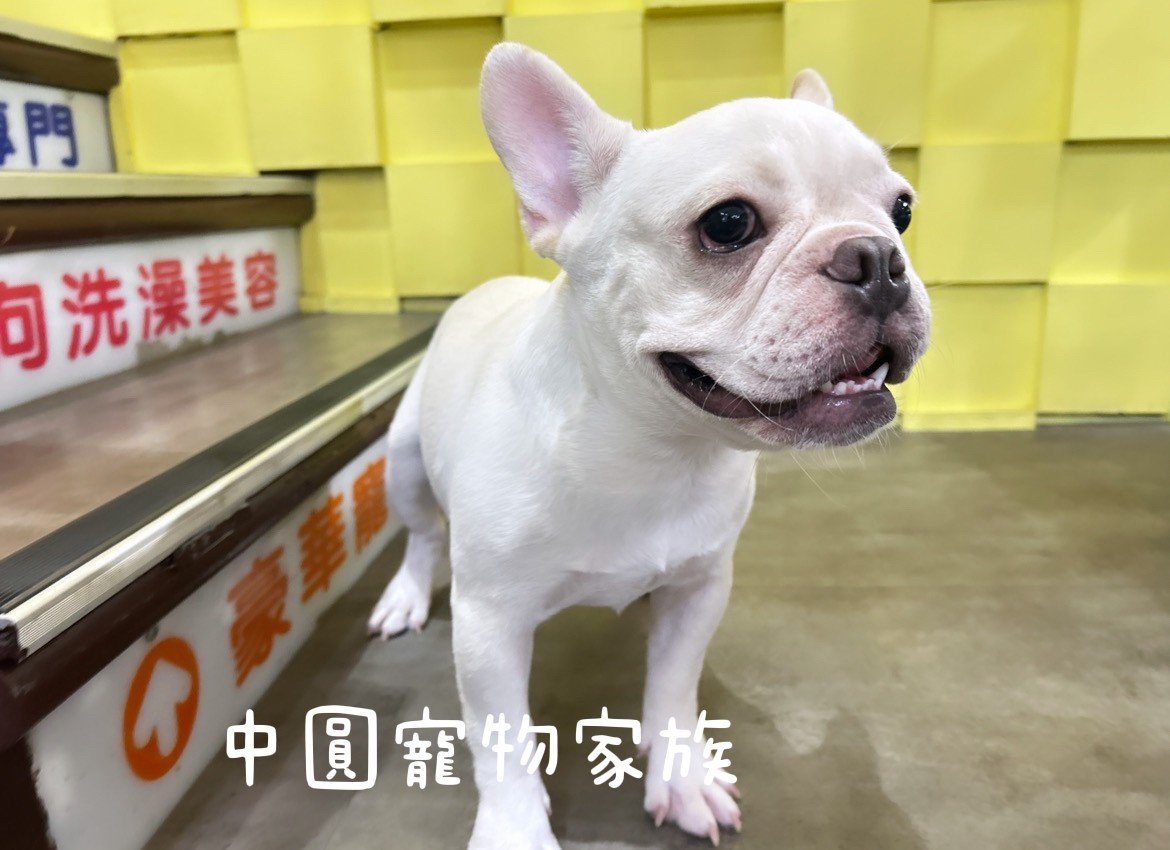 You are currently viewing 中圓寵物家族／法國鬥牛犬