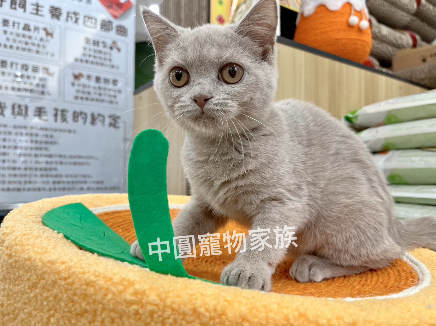 You are currently viewing 中圓寵物家族／紫丁香英國短毛貓