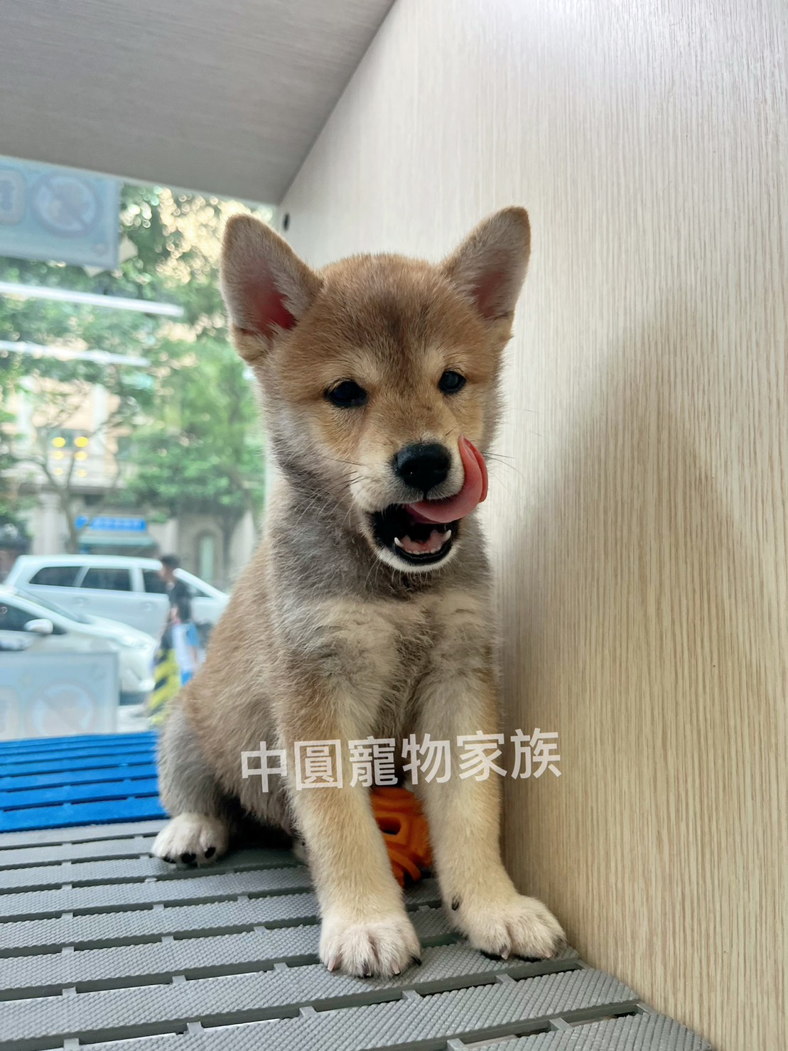 You are currently viewing 中圓寵物家族／赤色柴犬