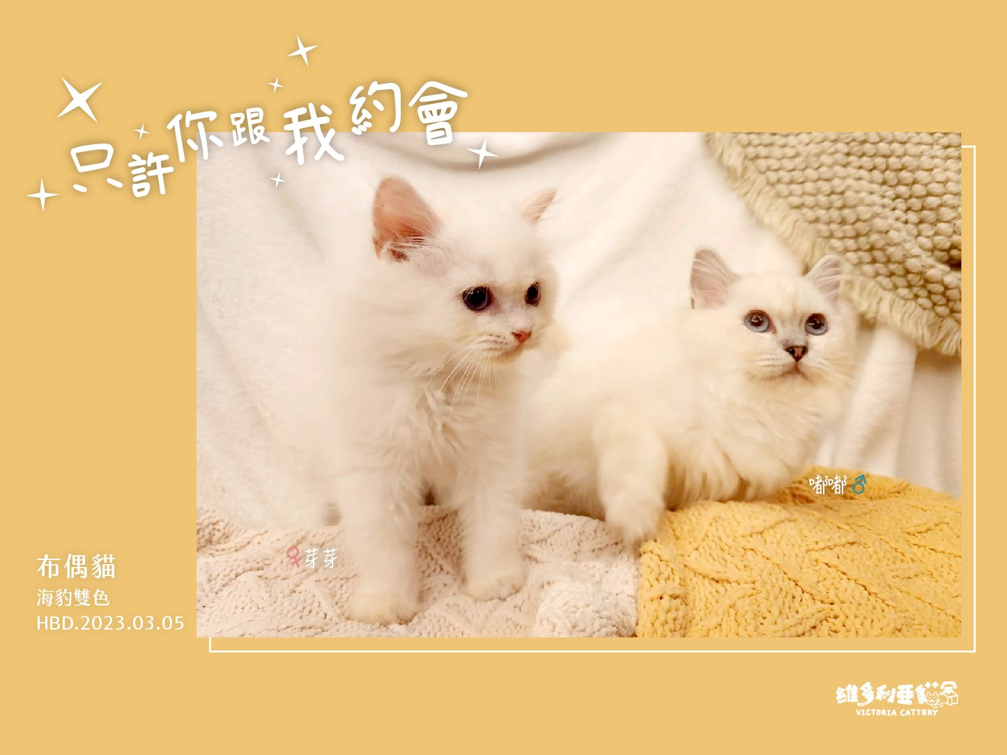 You are currently viewing 維多利亞貓舍／梵色&海豹雙色布偶貓