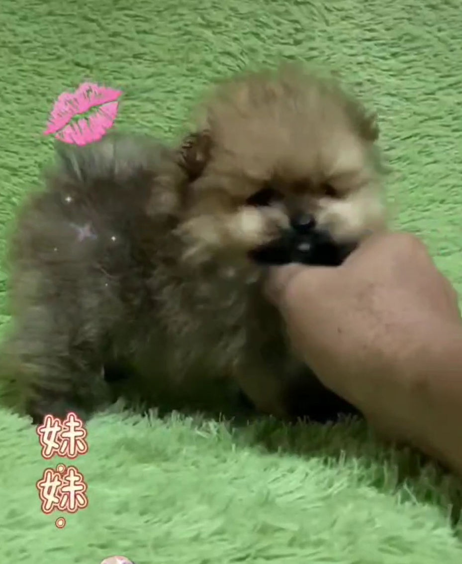 You are currently viewing 旺旺谷犬舍／博美犬