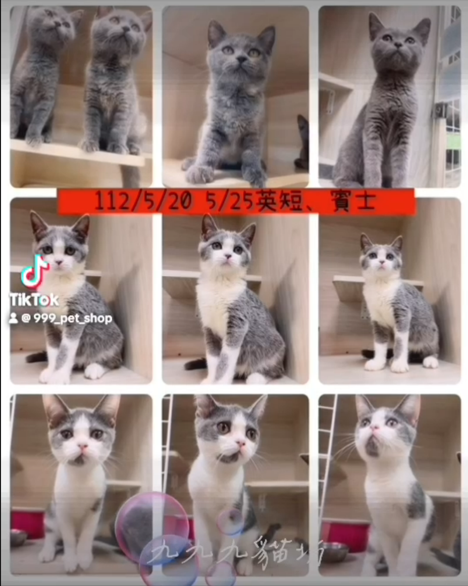 You are currently viewing 九九九貓坊 / 賓士英國短毛貓