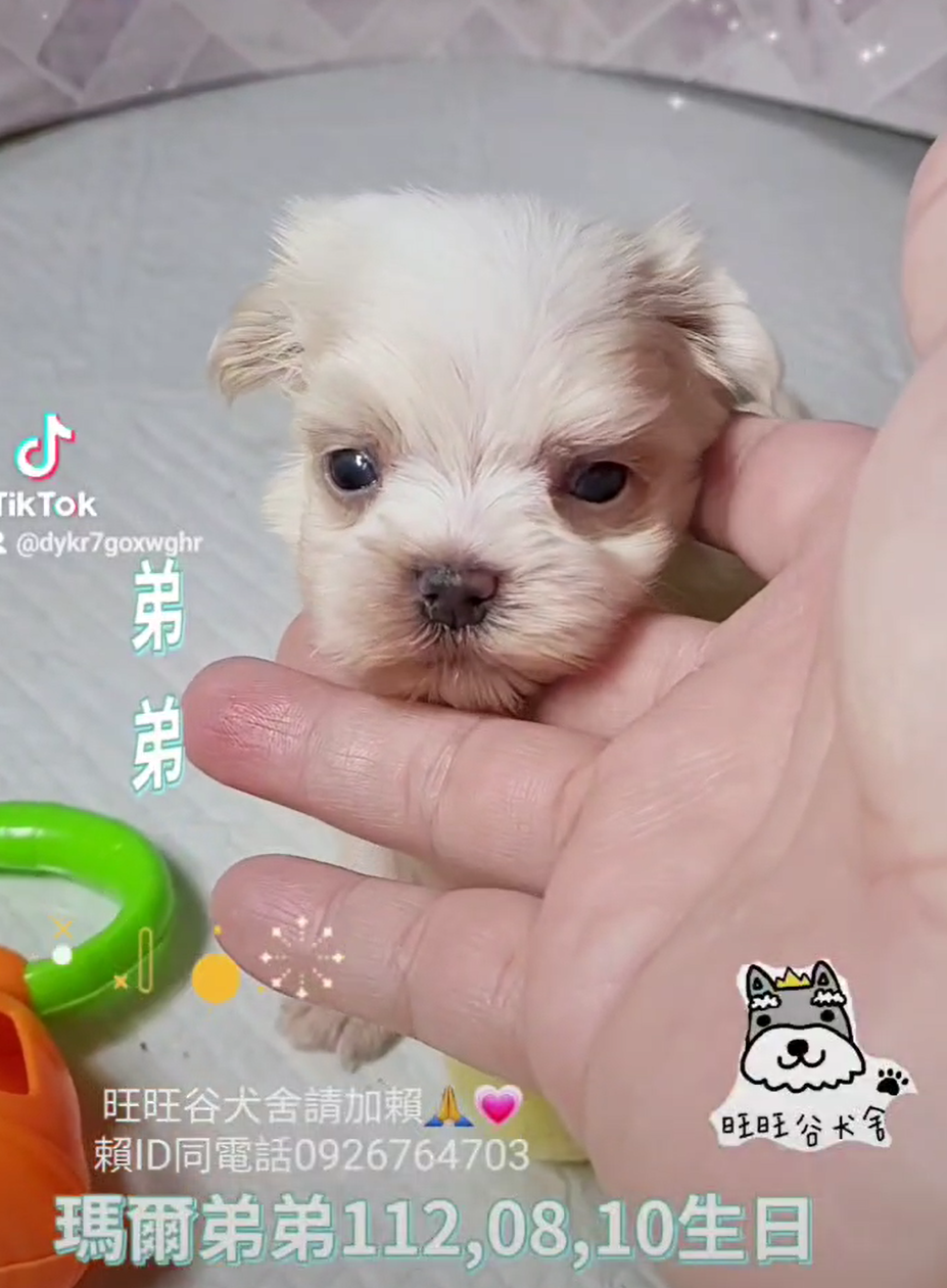 You are currently viewing 旺旺谷犬舍／瑪爾濟斯