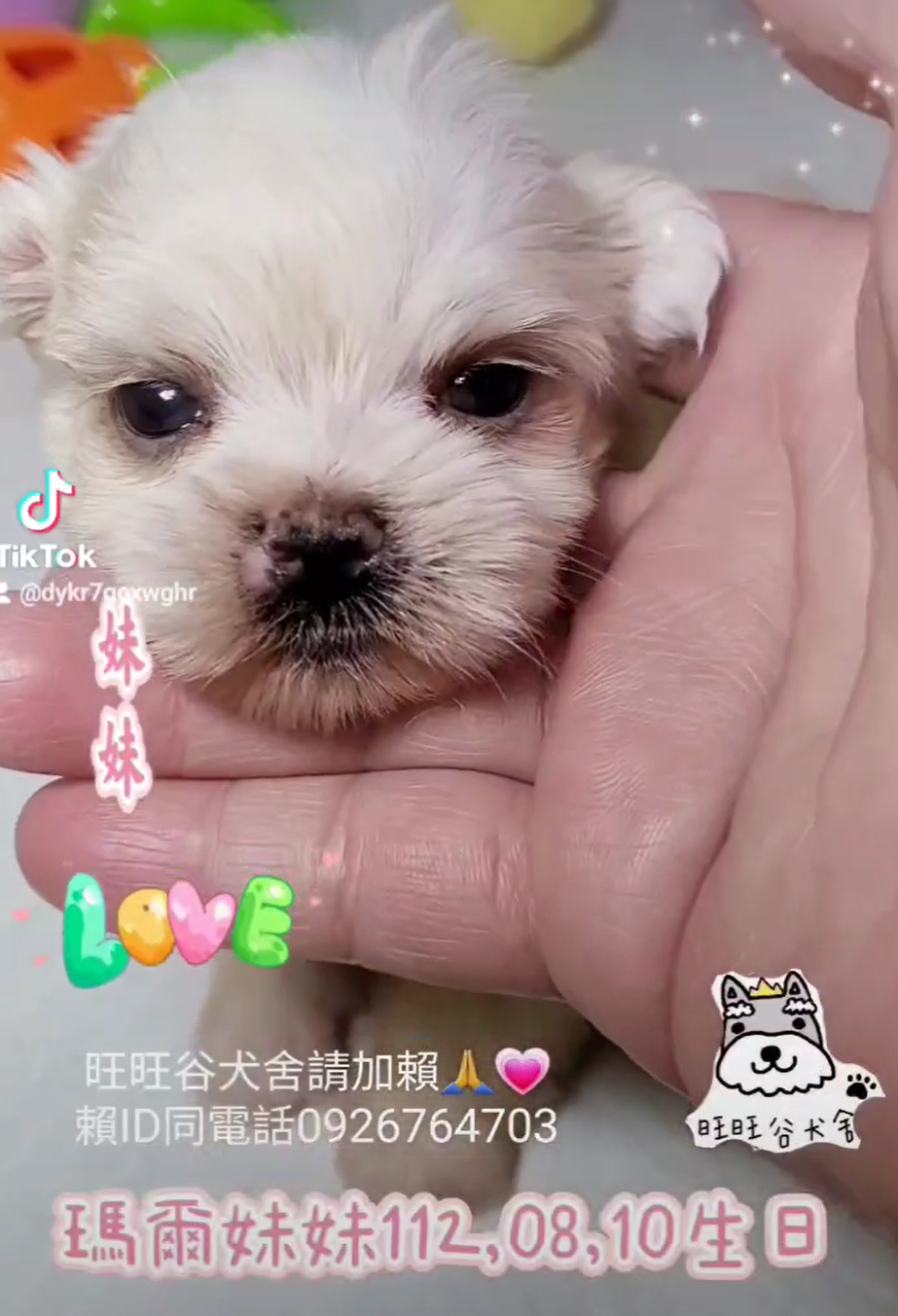 You are currently viewing 旺旺谷犬舍／瑪爾濟斯