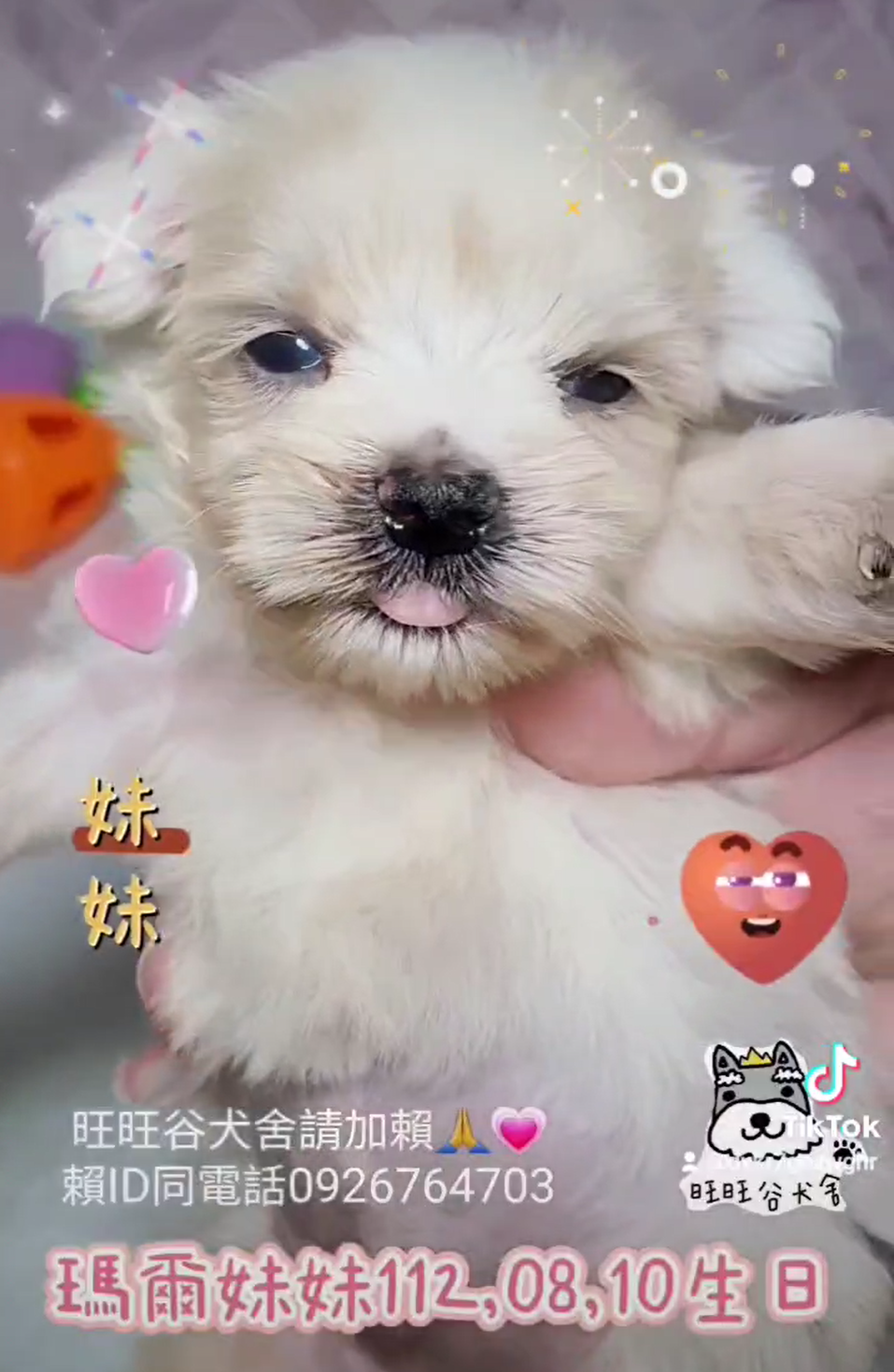 You are currently viewing 旺旺谷犬舍／瑪爾濟斯