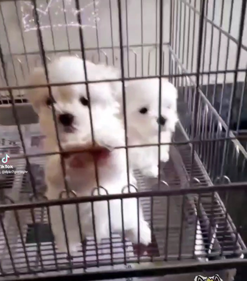 You are currently viewing 旺旺谷犬舍／瑪爾濟斯