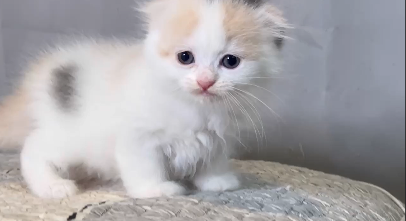 尊爵名皇／三花波斯貓