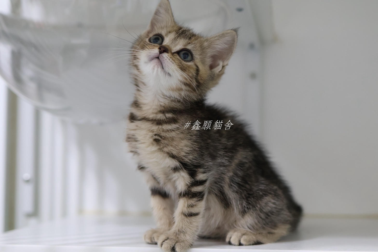 鑫願貓舍／棕虎斑美國短毛貓