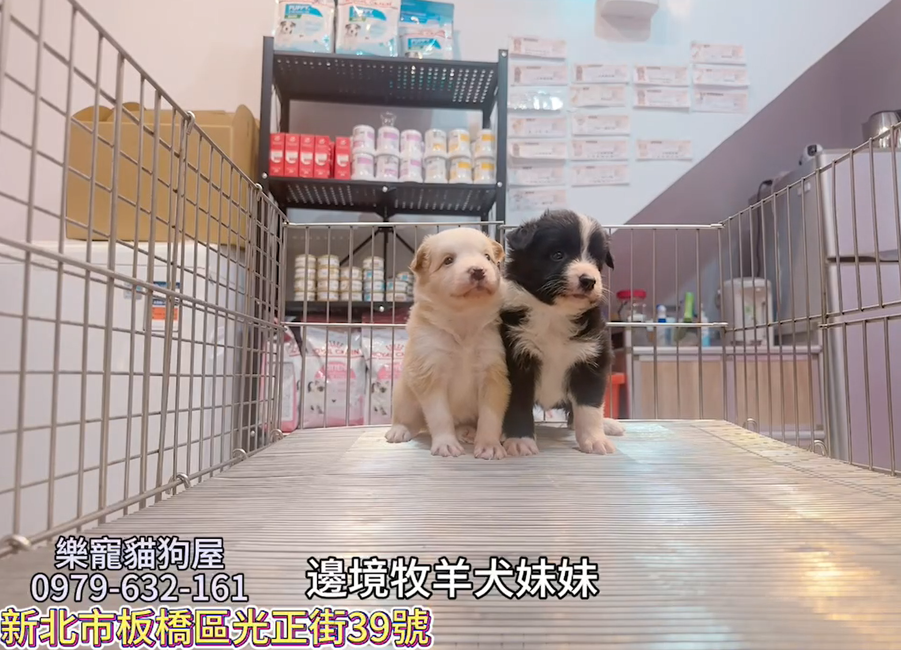 樂寵貓狗屋／邊境牧羊犬