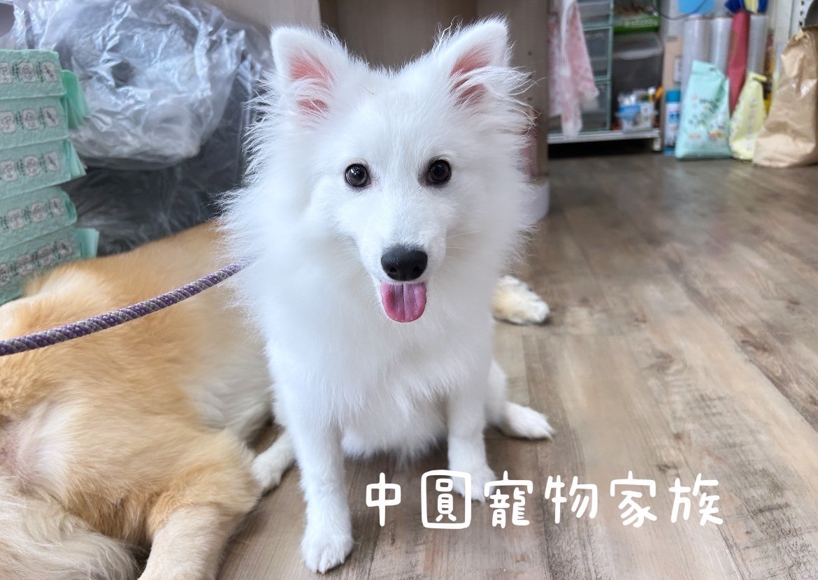 Read more about the article 中圓寵物家族／狐狸犬