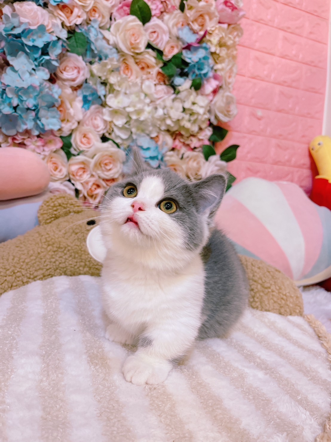 星光貓舍／藍白賓士曼赤肯
