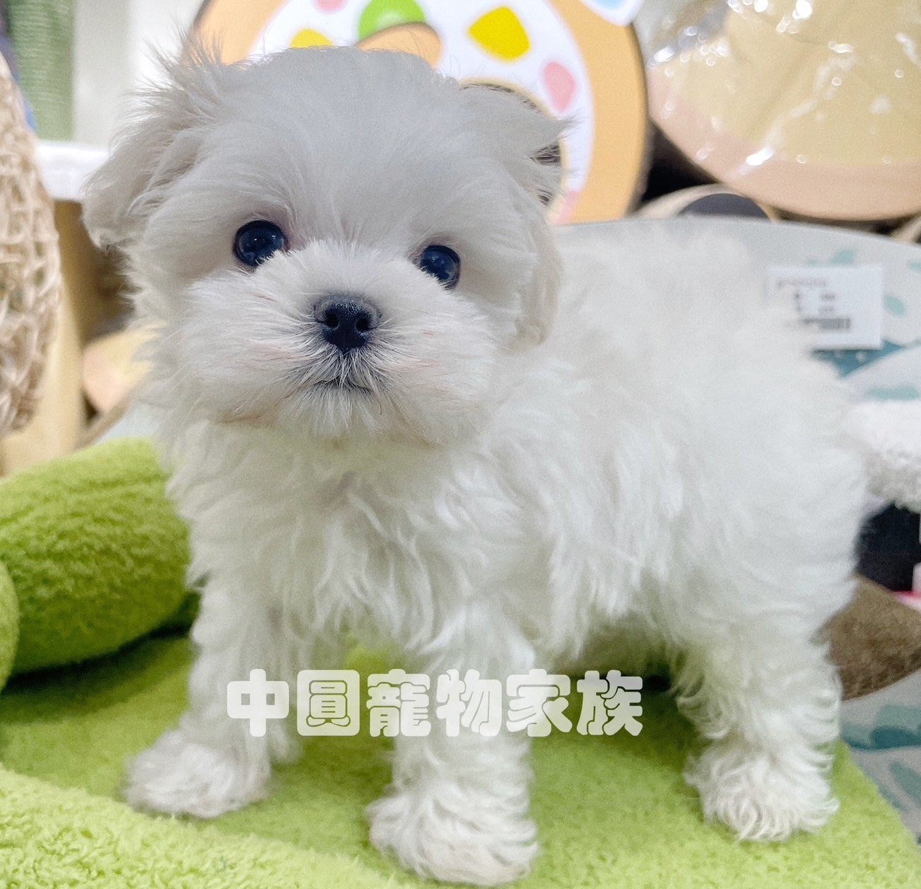 中圓寵物家族／白色瑪爾濟斯