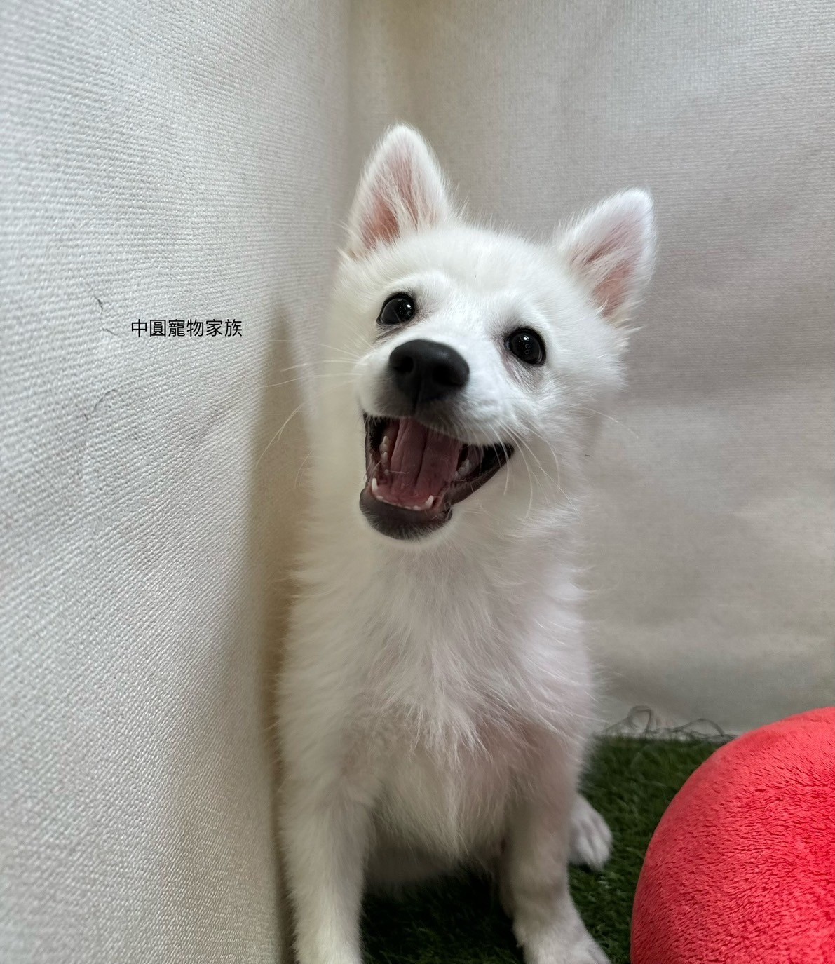 中圓寵物家族／狐狸犬