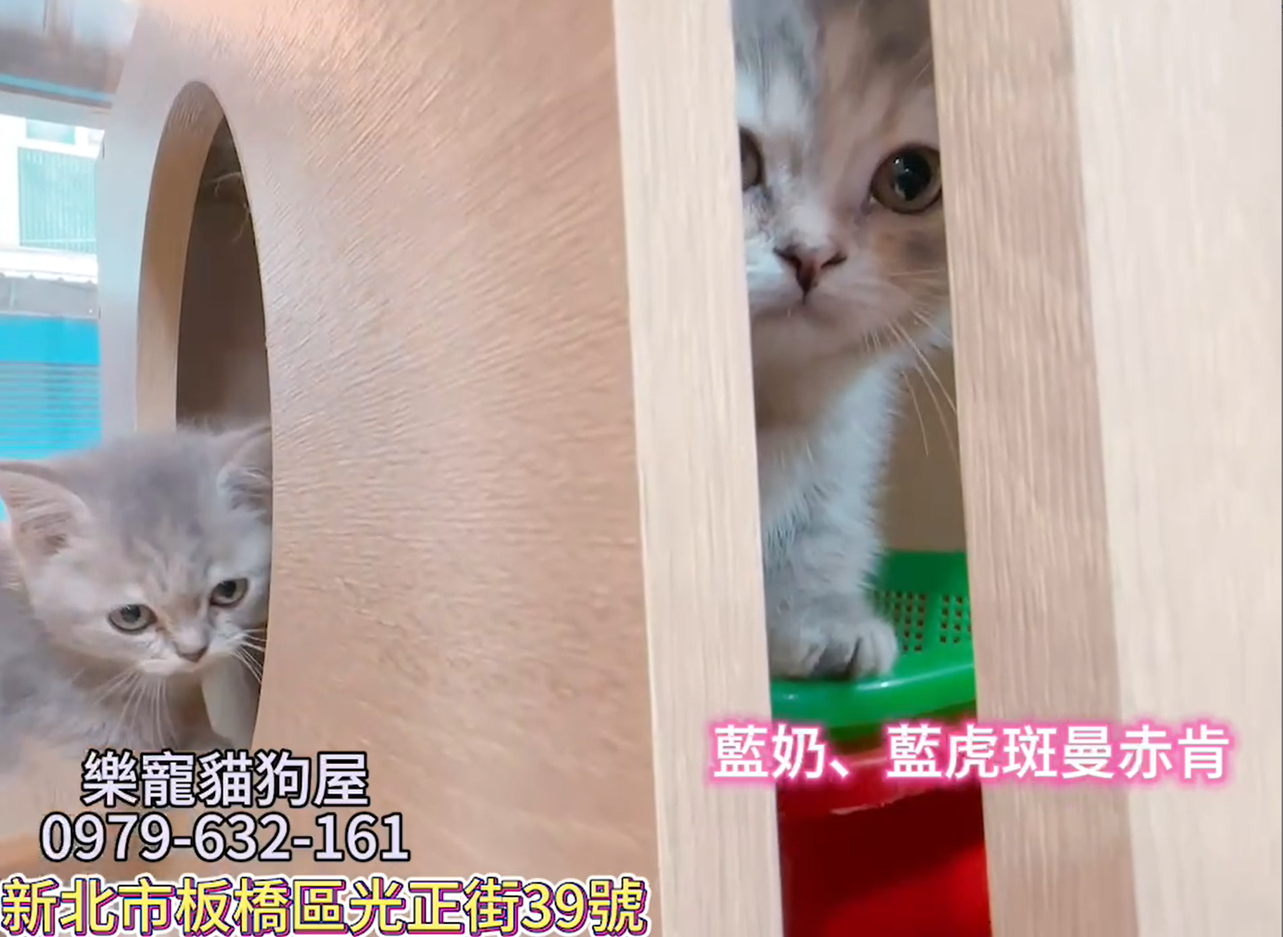 樂寵貓狗屋／曼赤肯
