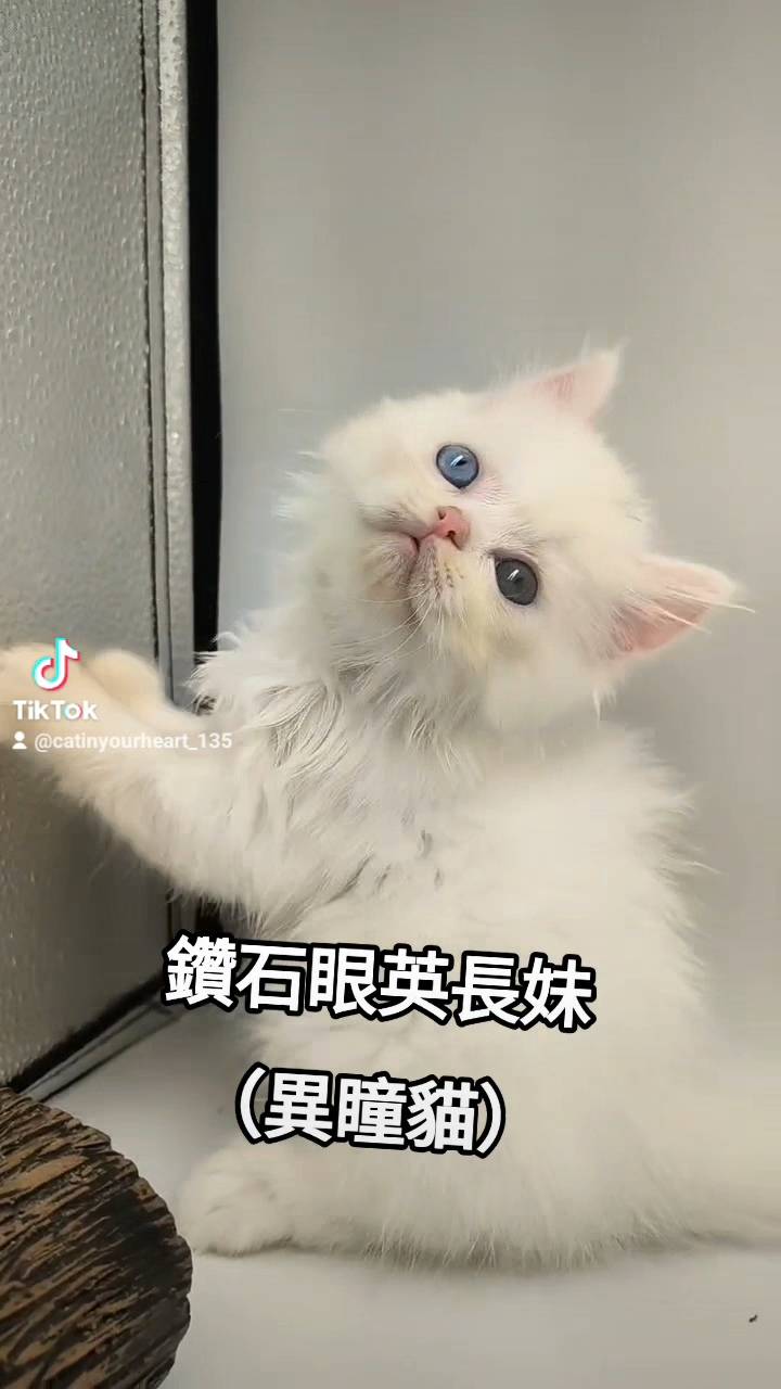 Read more about the article 刻在你心底的貓／異瞳英國長毛猫