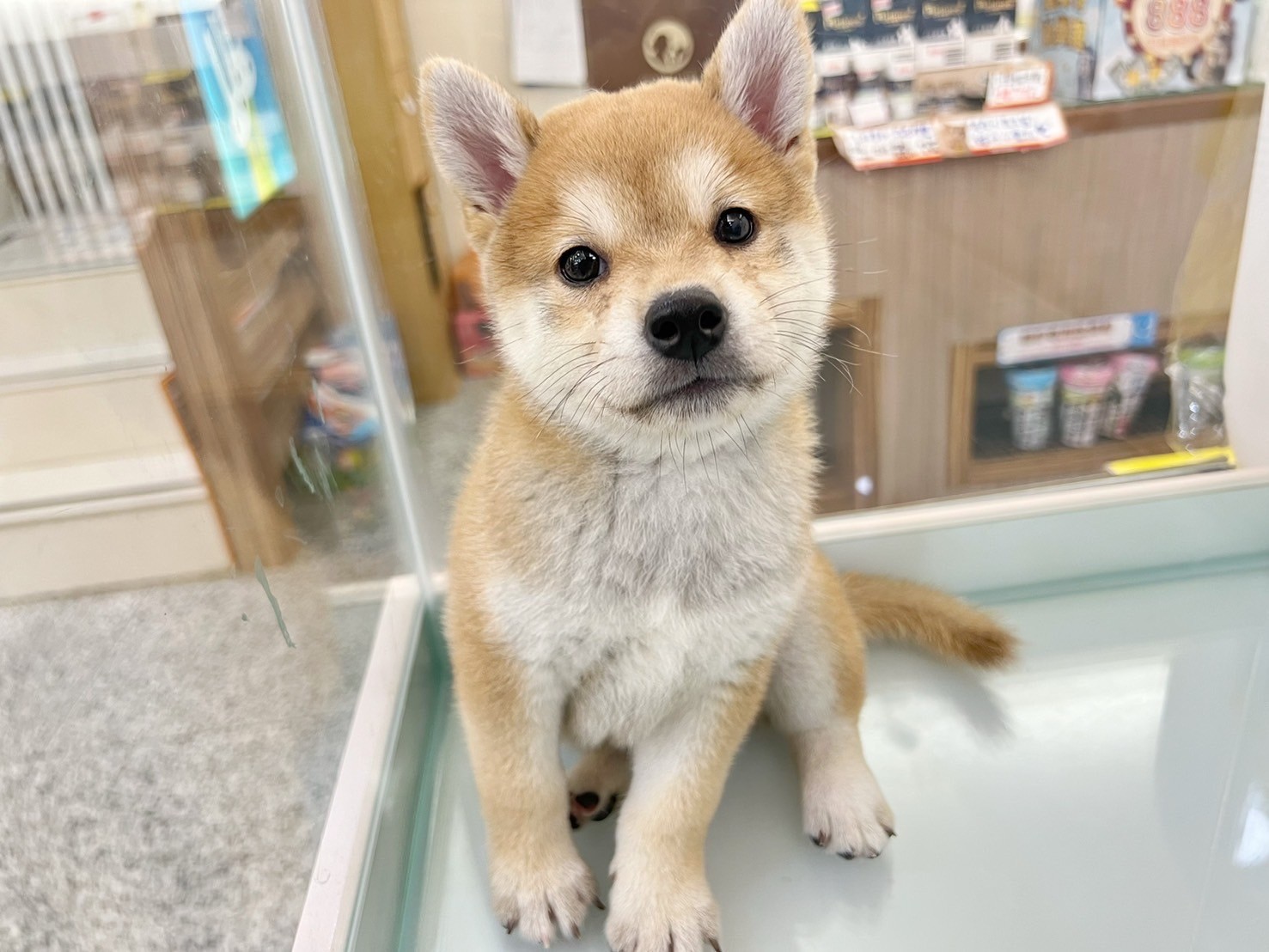 中圓寵物家族／赤色柴犬