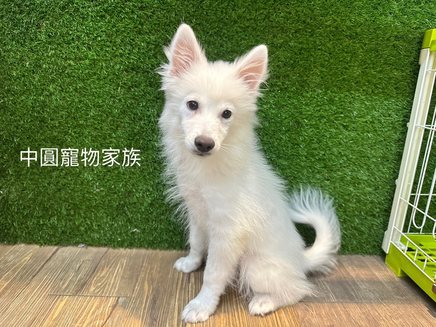 中圓寵物家族／白色狐狸犬