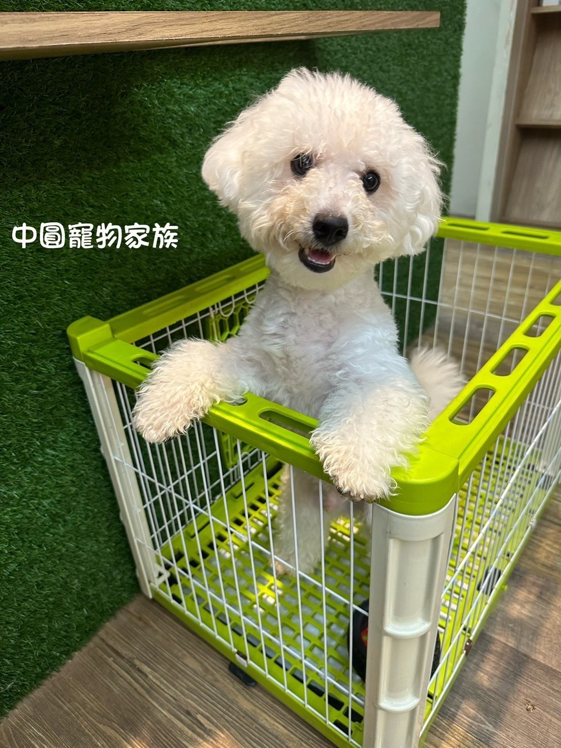 中圓寵物家族／白色比熊犬