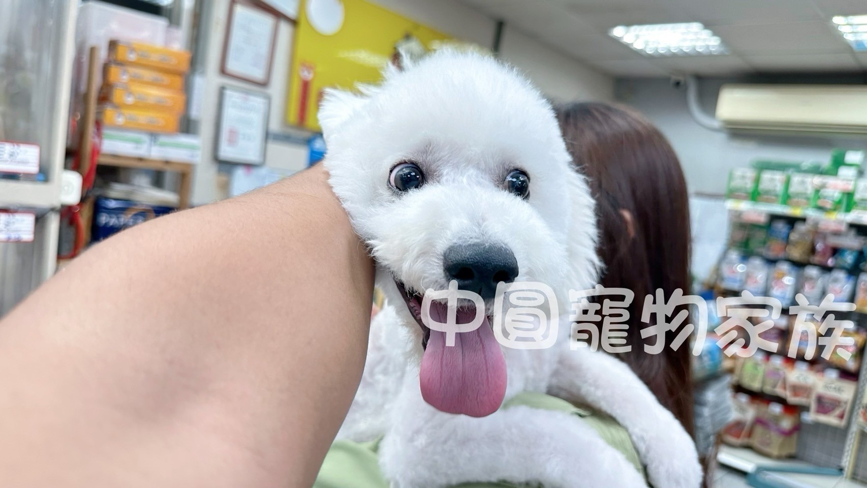 中圓寵物家族／白色比熊犬