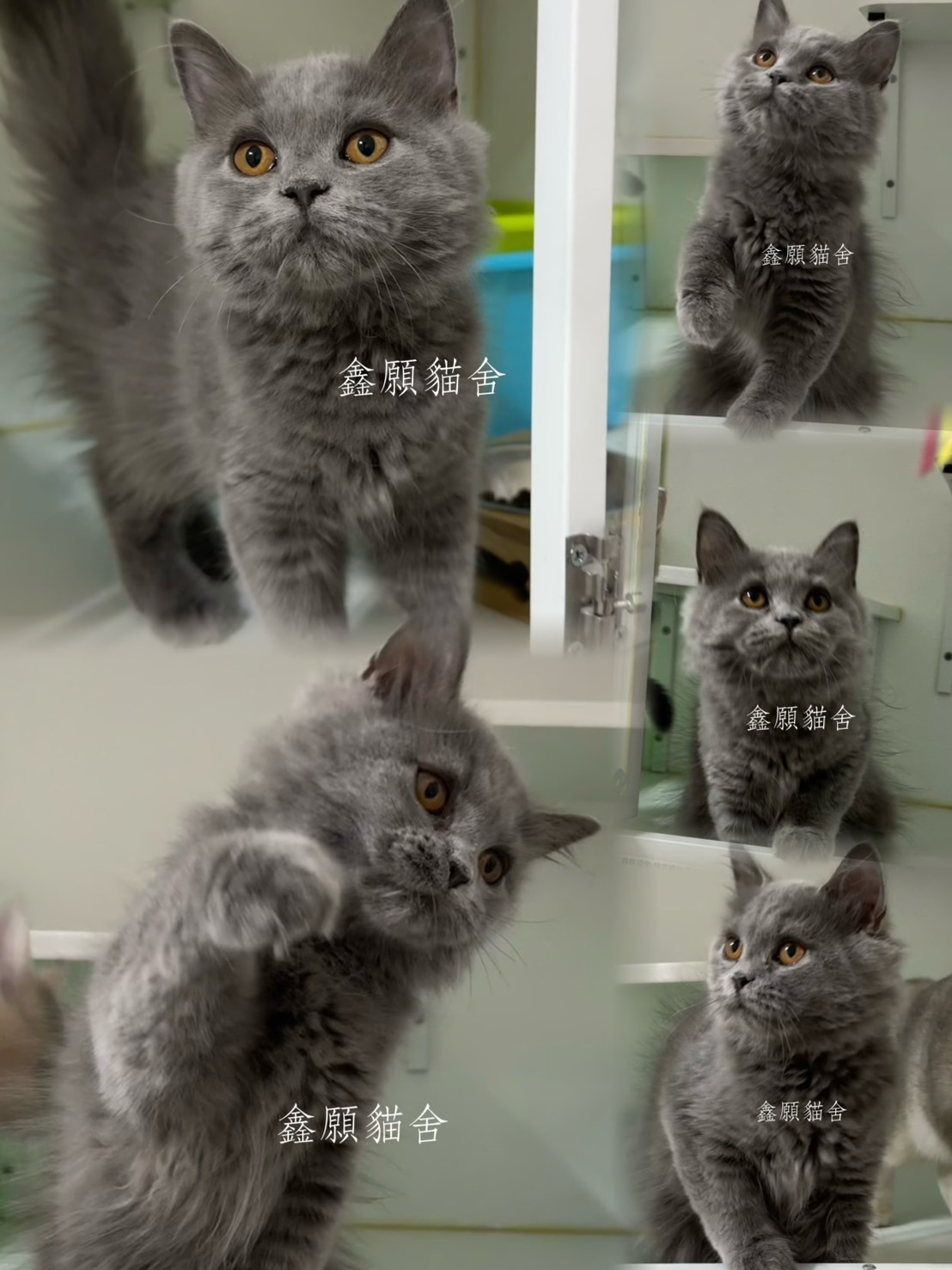 鑫願貓舍／藍色英國長毛貓