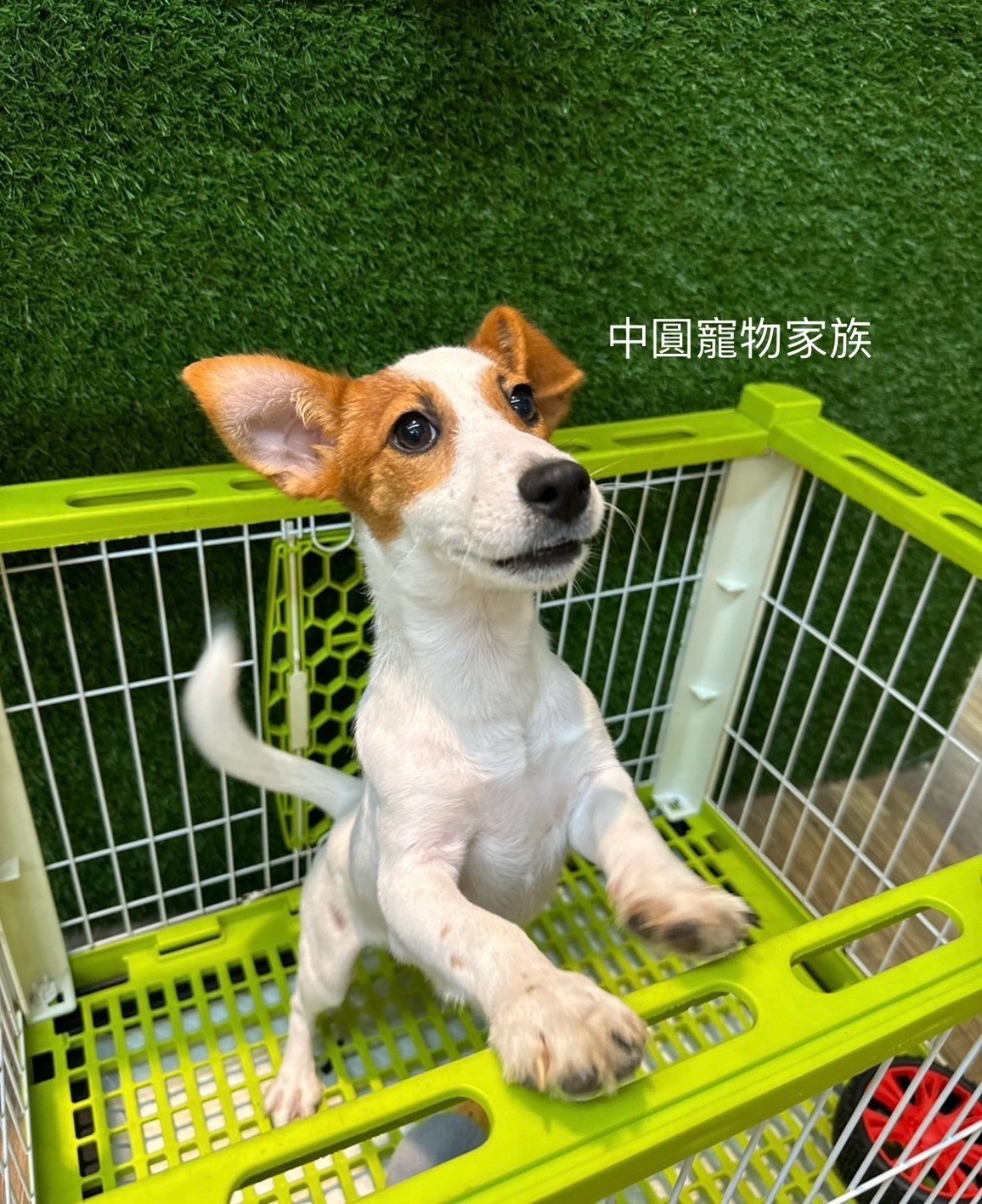 Read more about the article 中圓寵物家族／雙色傑克羅素