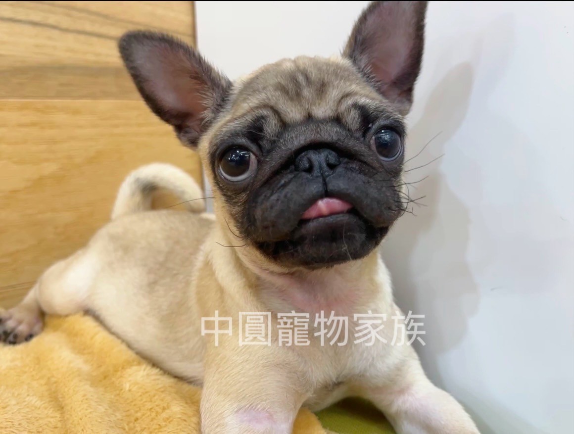 Read more about the article 中圓寵物家族／巴哥