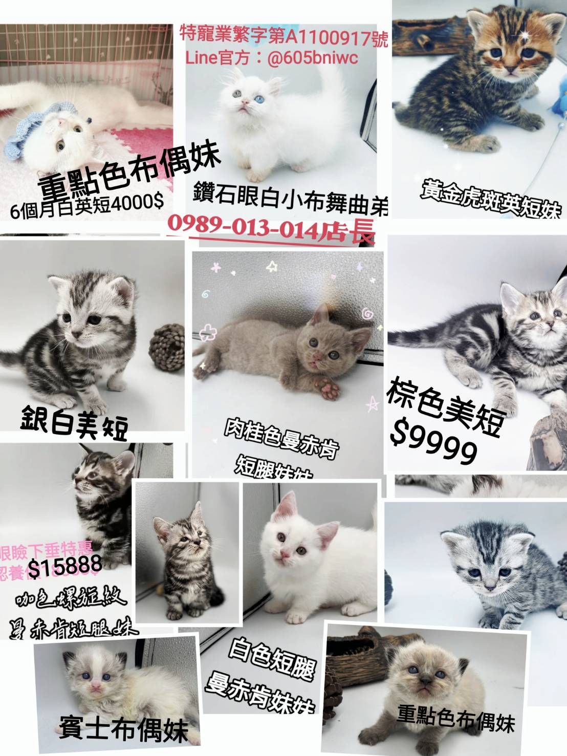 You are currently viewing 刻在你心底的貓／品種貓4000起，高貴不貴