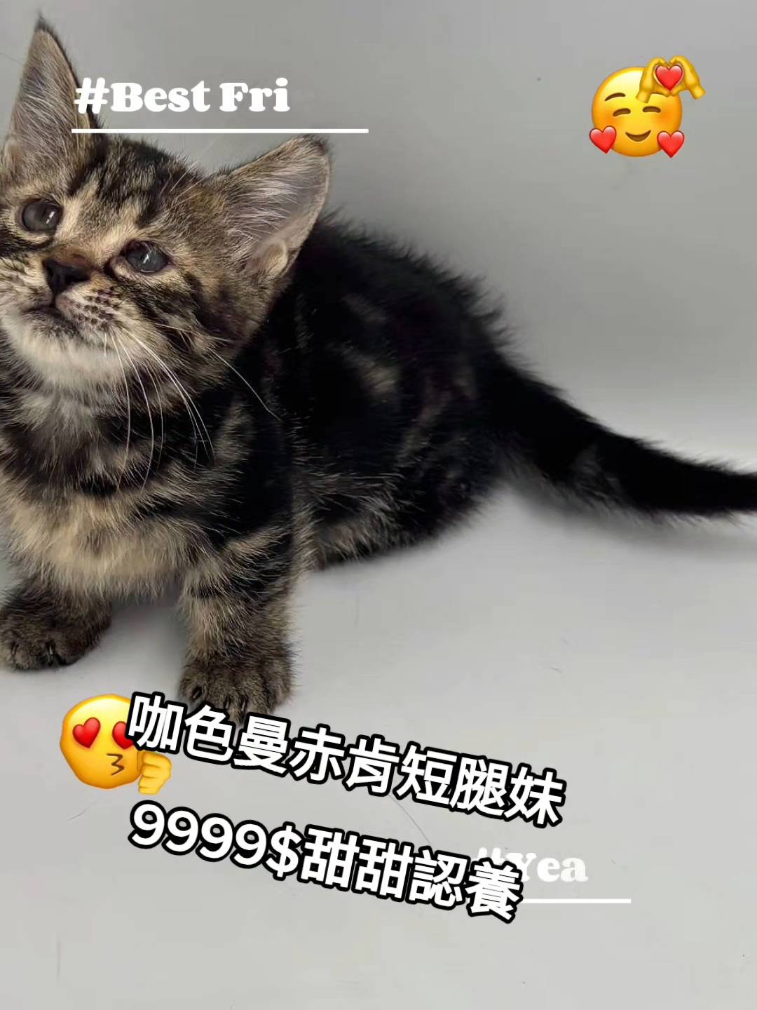 You are currently viewing 刻在你心底的貓／咖色曼赤肯