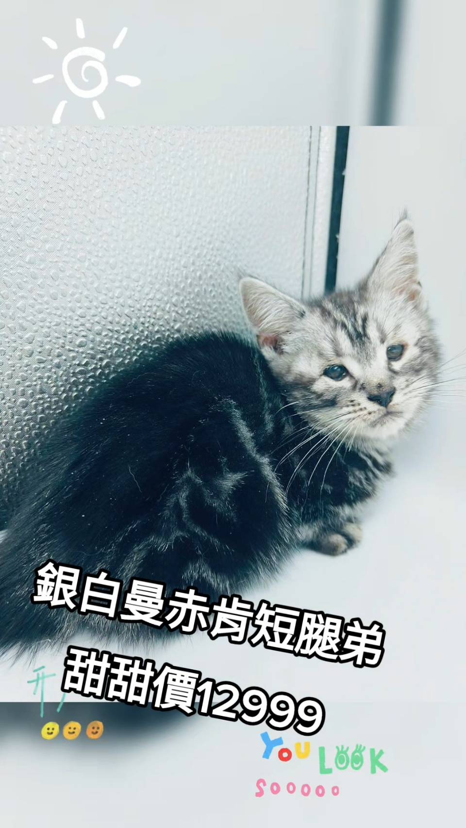 You are currently viewing 刻在你心底的貓／銀白色曼赤肯