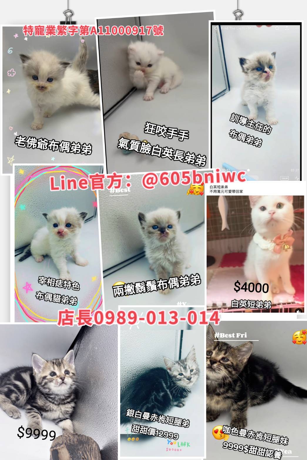 You are currently viewing 刻在你心底的貓／特惠貓咪4000$起
