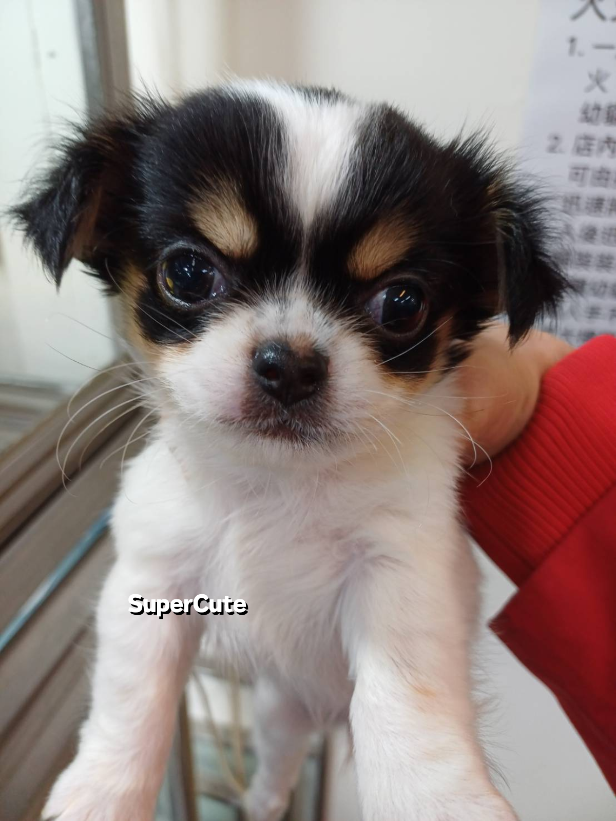 Read more about the article 超可愛名犬社／長毛吉娃娃