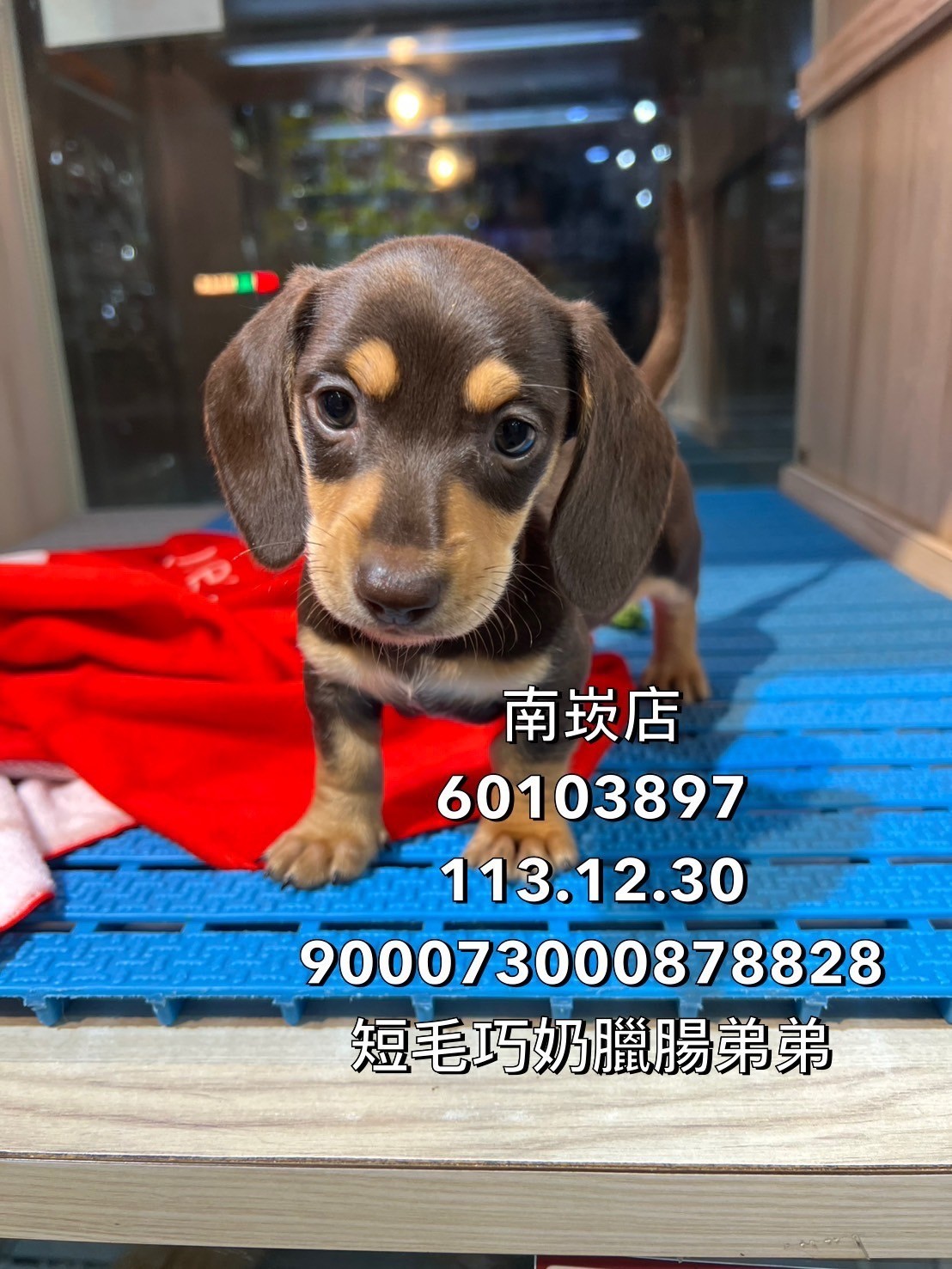 Read more about the article 中圓寵物家族／巧奶色短毛臘腸